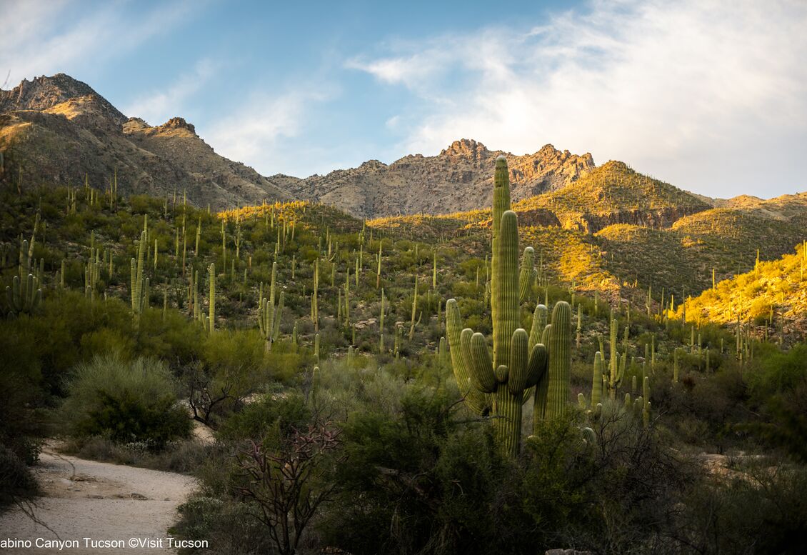 Sabino Canyon - Tucson_Credit Visit Tucson