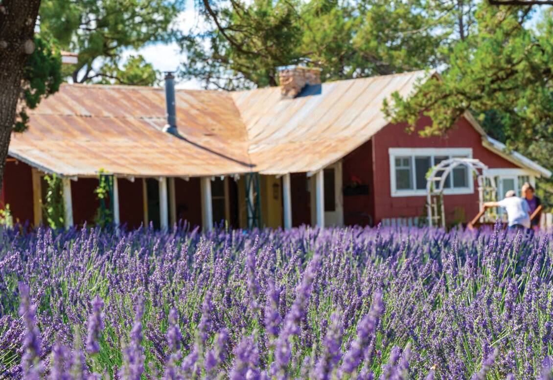 Pine Creek Lavender Farm